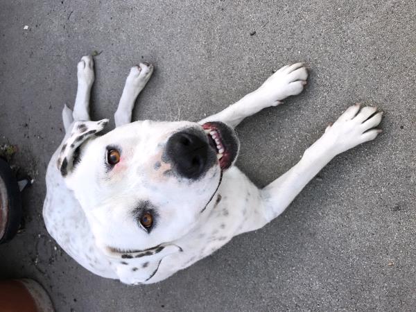 /Images/uploads/Humane Society of Utah/HSU2018/entries/4236thumb.jpg